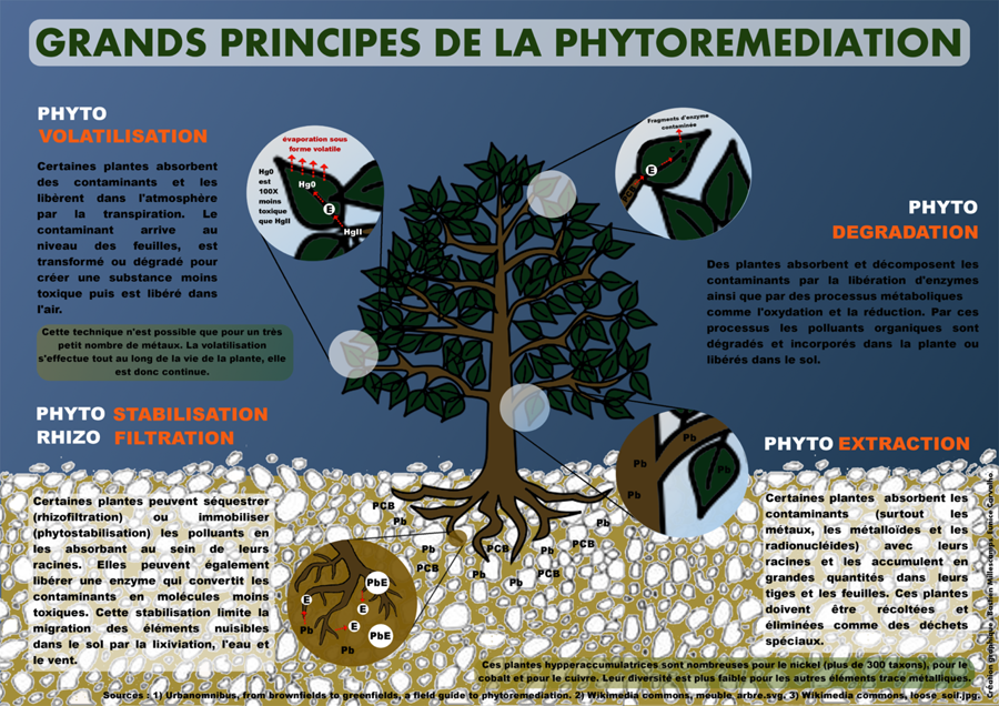 Principes_phytoremediation.png